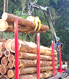 立木の伐採は買取がおすすめです！